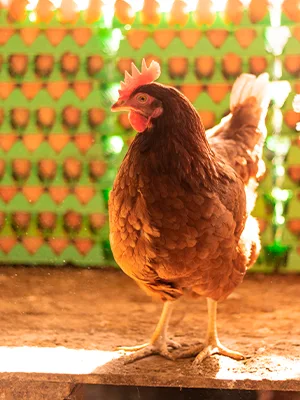 Galería original de Granja Bonovo, fotografía 17