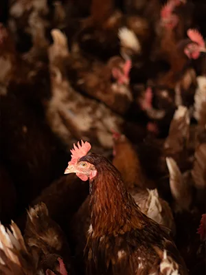 Galería original de Granja Bonovo, fotografía 18