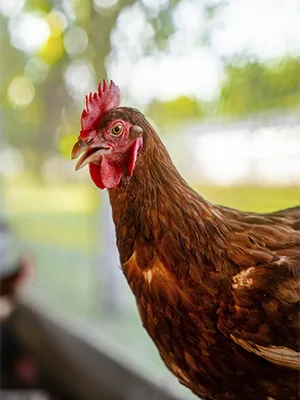 Galería original de Granja Bonovo, fotografía 3