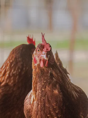 Galería original de Granja Bonovo, fotografía 27