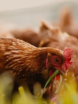 Gallina libre sobre el pasto en Granja Bonovo