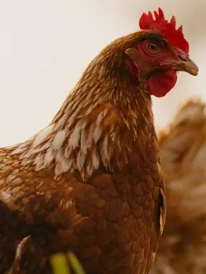 Gallina de Granja Bonovo en un entorno de campo