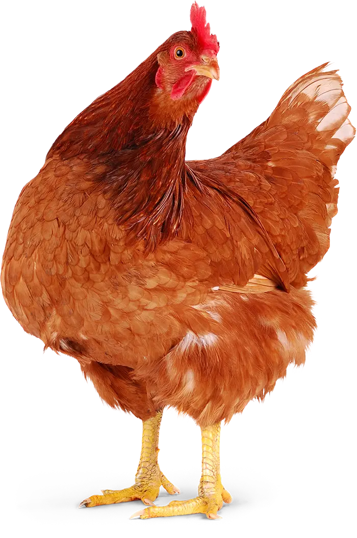 Gallina de Granja Bonovo